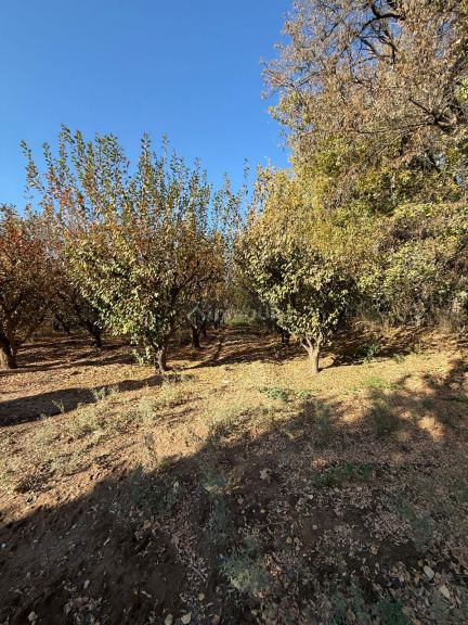 Finca en Venta en Lavalle, Mendoza