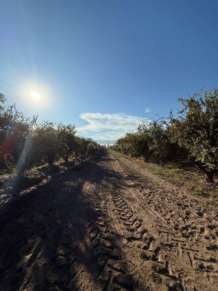 Finca en Venta en Lavalle, Mendoza