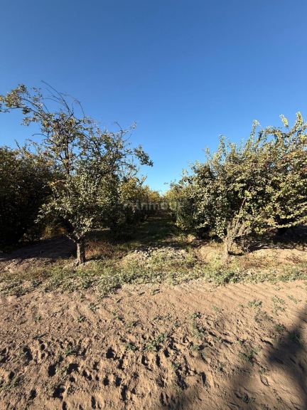 Finca en Venta en Lavalle, Mendoza