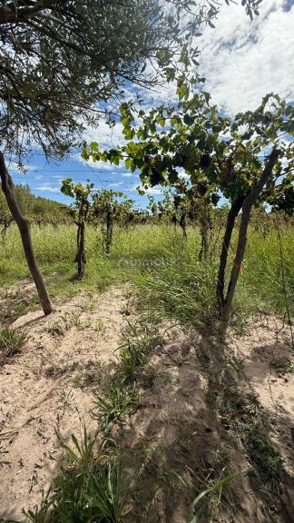 Finca en Venta en San Martin, Mendoza