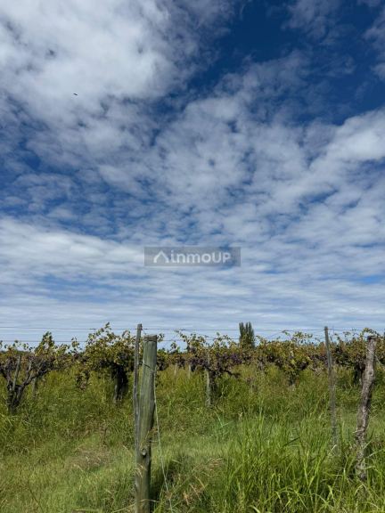 Finca en Venta en San Martin, Mendoza