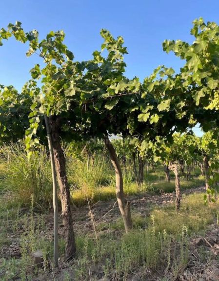 Finca en Venta en San Martin, Mendoza