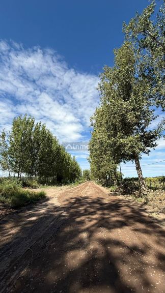 Finca en Venta en San Martin, Mendoza