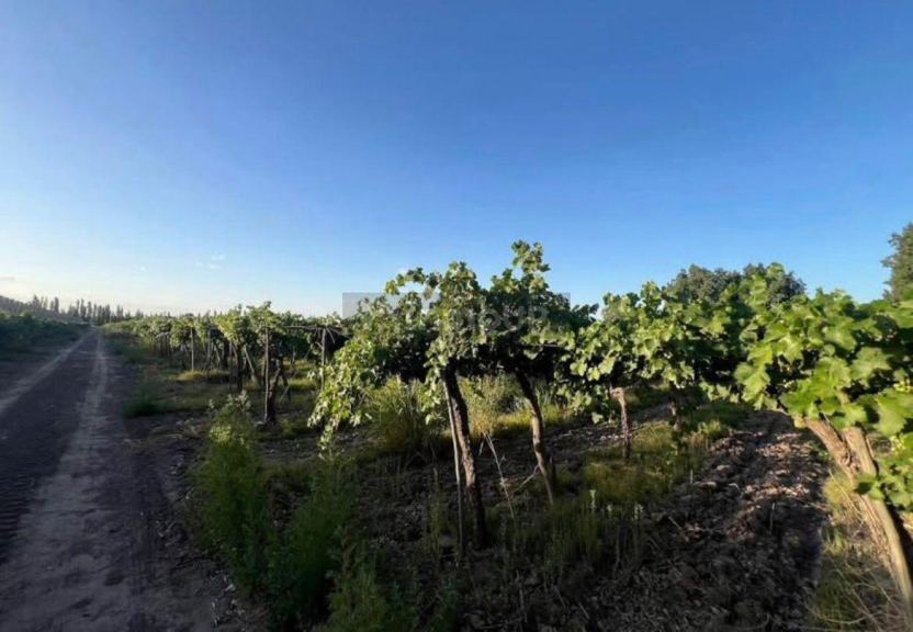 Finca en Venta en San Martin, Mendoza