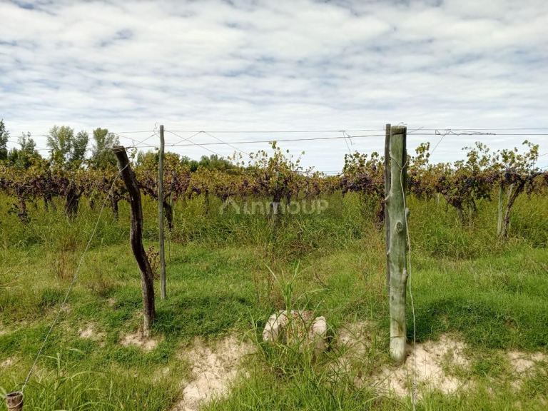 Finca en Venta en San Martin, Mendoza