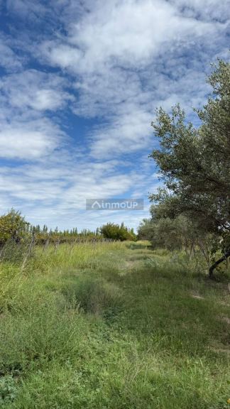 Finca en Venta en San Martin, Mendoza
