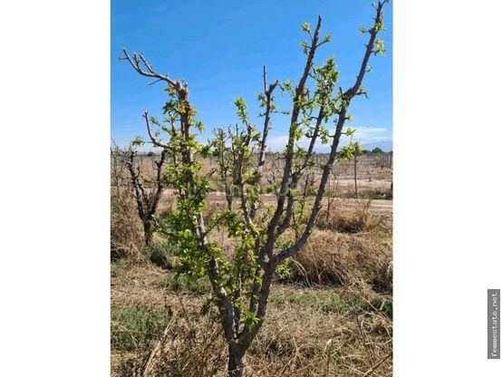 Finca en Venta en Maipu, Mendoza