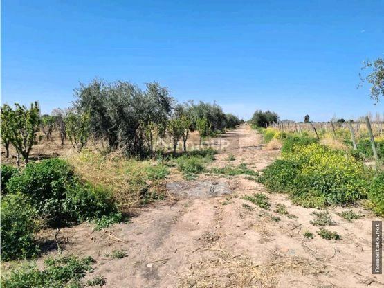 Finca en Venta en Maipu, Mendoza