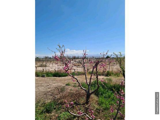 Finca en Venta en Maipu, Mendoza
