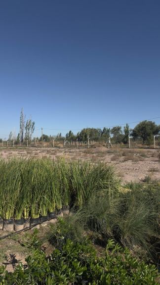 Terreno en Venta en Lujan de Cuyo, Mendoza