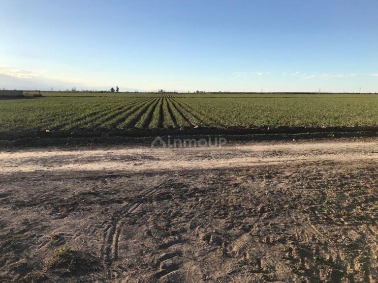Terreno en Venta en Lavalle, Mendoza
