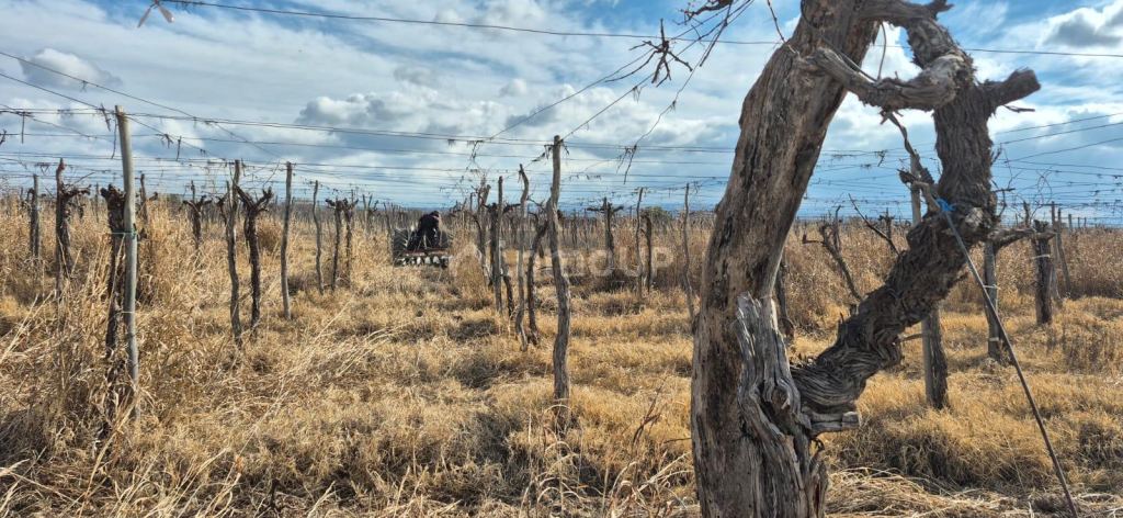 Terreno en Venta en Lujan de Cuyo, Mendoza