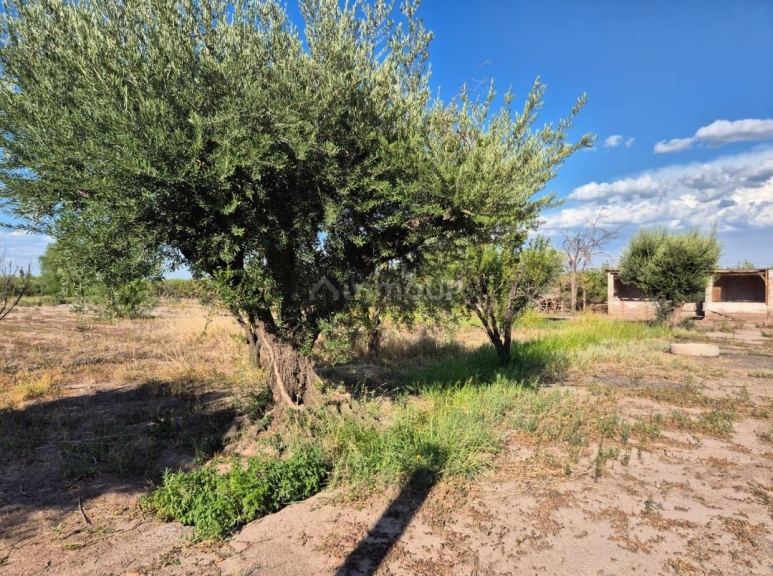 Finca en Venta en Maipu, Mendoza