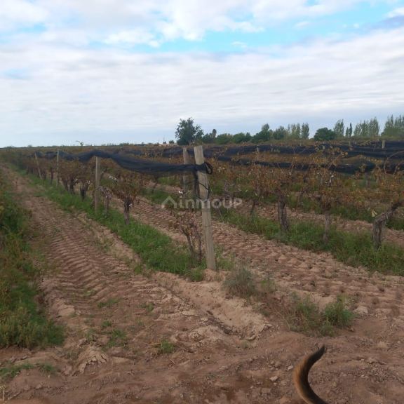 Finca en Venta en San Martin, Mendoza