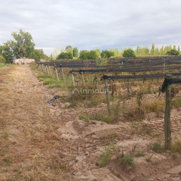 Finca en Venta en San Martin, Mendoza