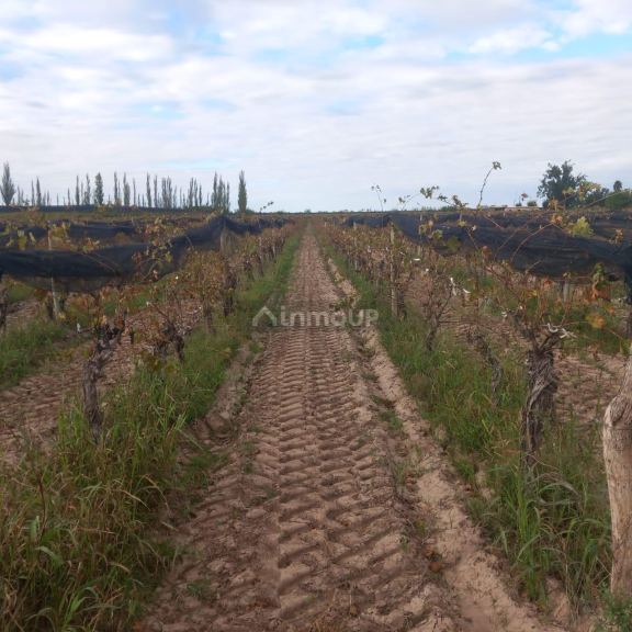 Finca en Venta en San Martin, Mendoza