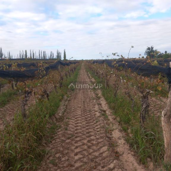 Finca en Venta en San Martin, Mendoza