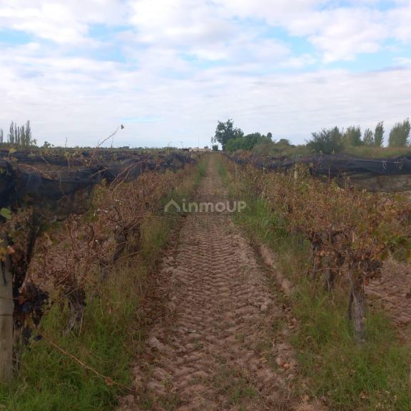 Finca en Venta en San Martin, Mendoza