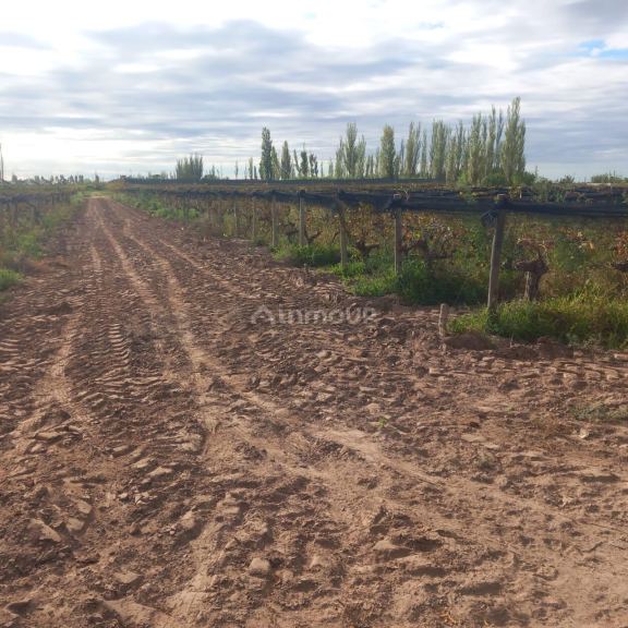 Finca en Venta en San Martin, Mendoza