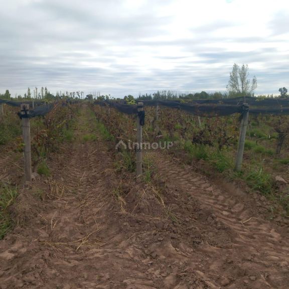 Finca en Venta en San Martin, Mendoza