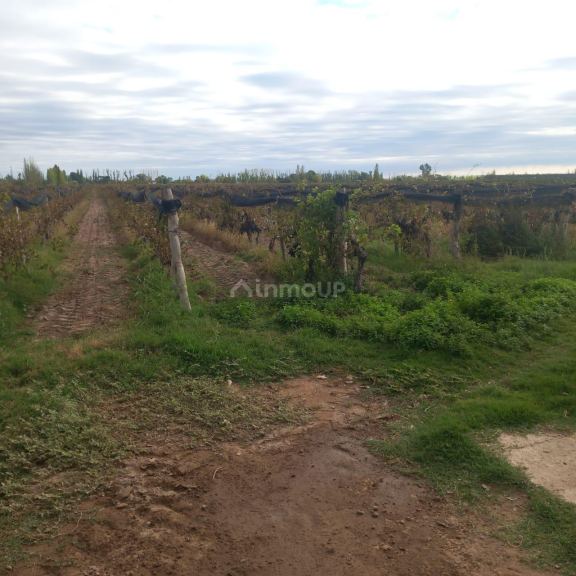 Finca en Venta en San Martin, Mendoza