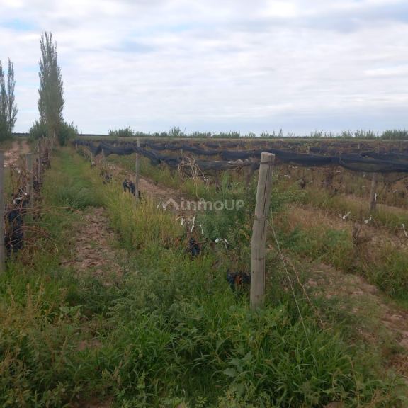 Finca en Venta en San Martin, Mendoza