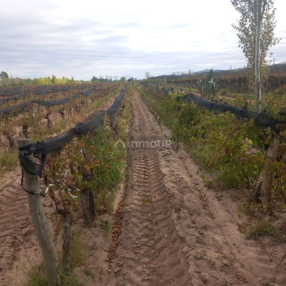 Finca en Venta en San Martin, Mendoza