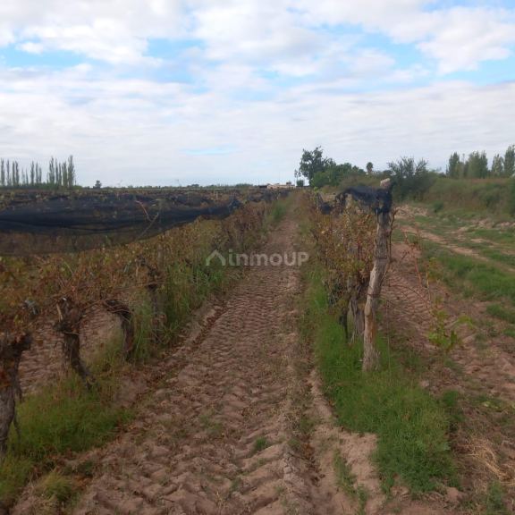 Finca en Venta en San Martin, Mendoza