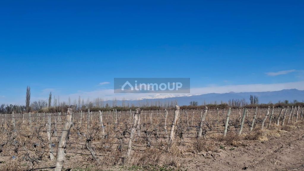 Finca en Venta en Lavalle, Mendoza - USD 850.000 | Inmoup - 7