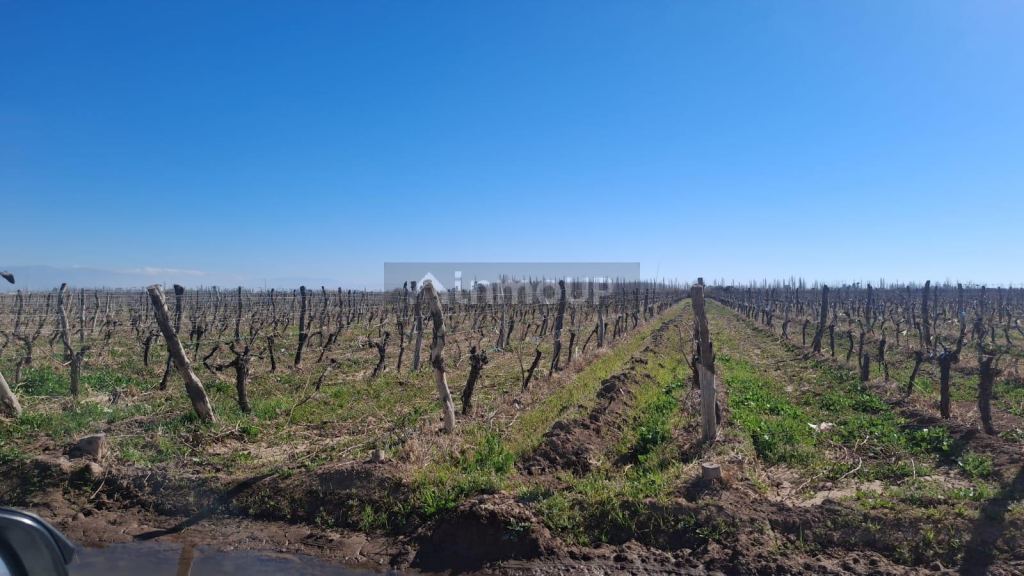 Finca en Venta en Lavalle, Mendoza - USD 850.000 | Inmoup - 10