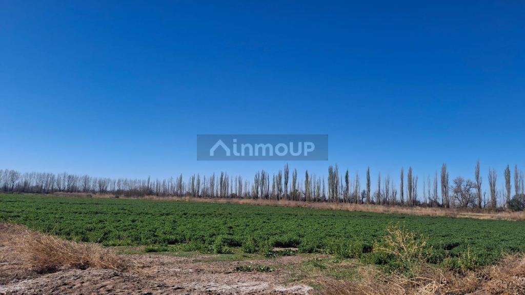 Finca en Venta en Lavalle, Mendoza - USD 850.000 | Inmoup - 11