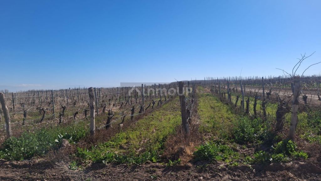 Finca en Venta en Lavalle, Mendoza - USD 850.000 | Inmoup - 8
