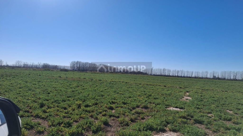 Finca en Venta en Lavalle, Mendoza - USD 850.000 | Inmoup - 12