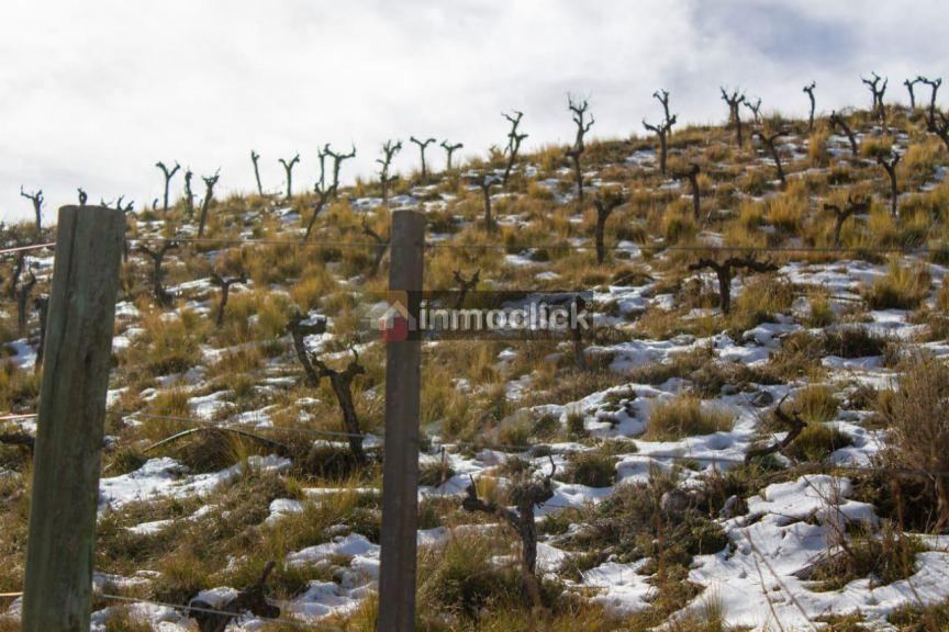 Lote en Venta en Tupungato, Mendoza