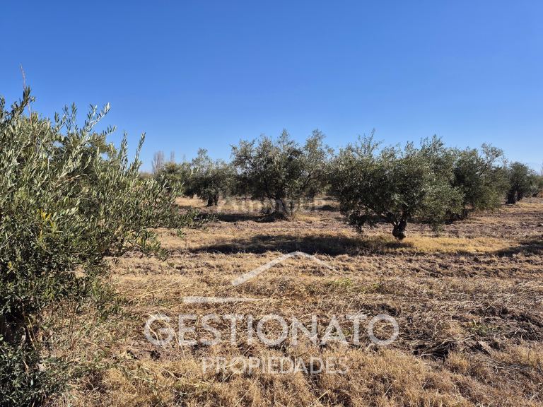 Lote en Venta en Maipu, Mendoza