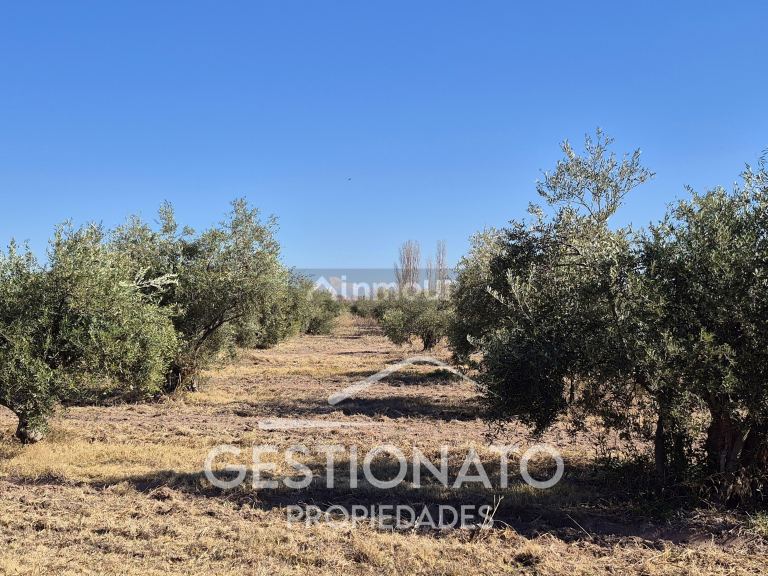 Lote en Venta en Maipu, Mendoza