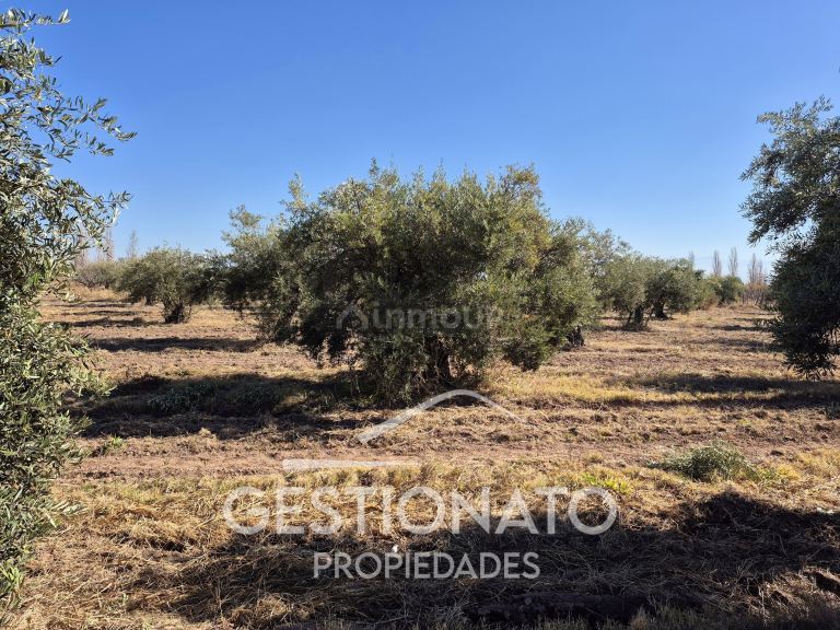 Lote en Venta en Maipu, Mendoza