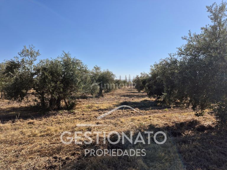 Lote en Venta en Maipu, Mendoza