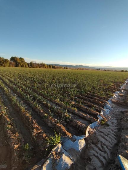 Finca en Venta en San Rafael, Mendoza