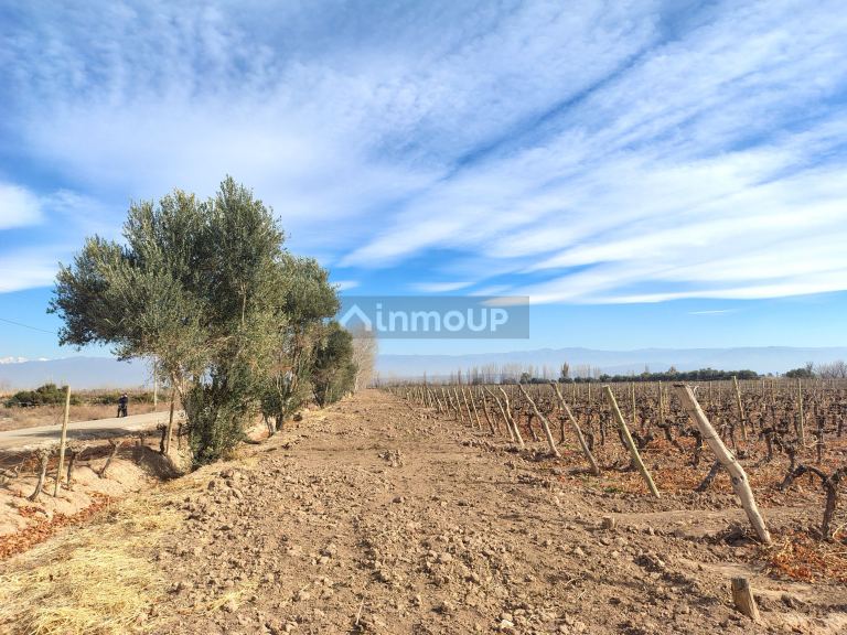 Viñedo en Venta en Lavalle, Mendoza