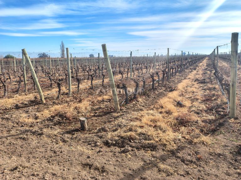 Viñedo en Venta en Lavalle, Mendoza