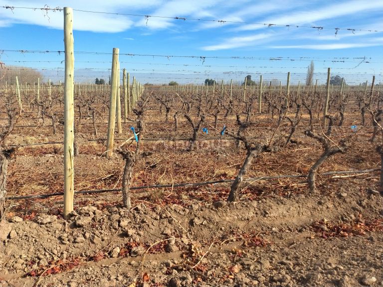 Viñedo en Venta en Lavalle, Mendoza