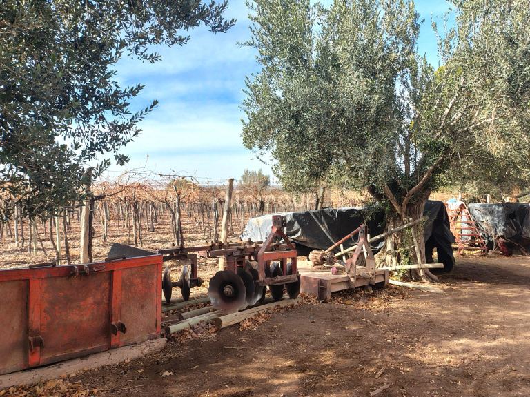 Viñedo en Venta en Lavalle, Mendoza