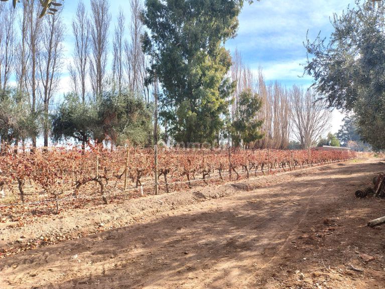 Viñedo en Venta en Lavalle, Mendoza