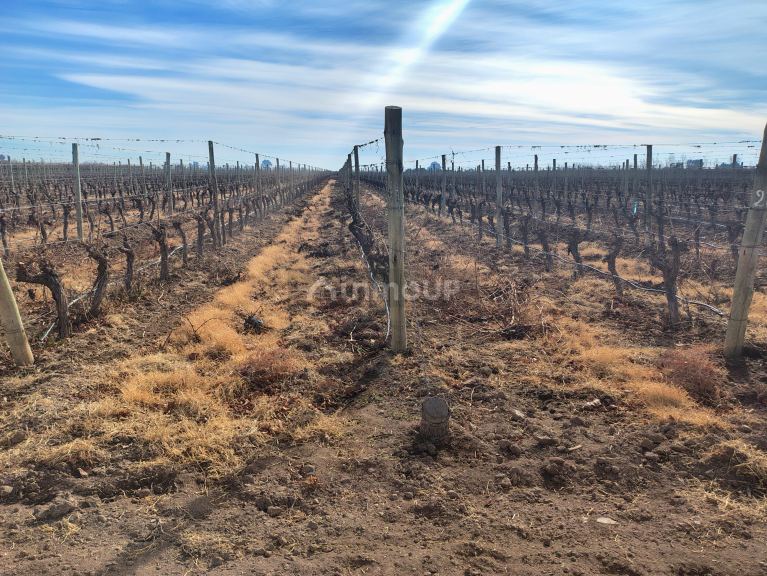 Viñedo en Venta en Lavalle, Mendoza
