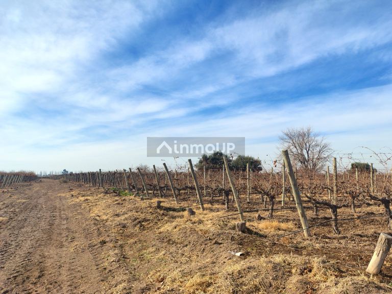 Viñedo en Venta en Lavalle, Mendoza
