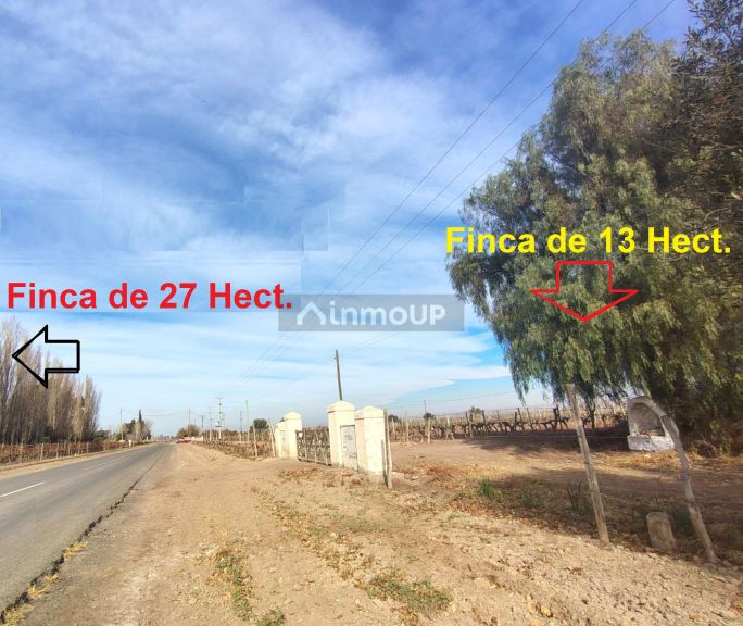 Viñedo en Venta en Lavalle, Mendoza