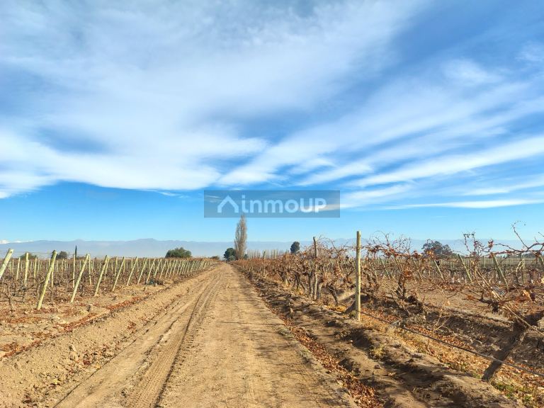 Viñedo en Venta en Lavalle, Mendoza