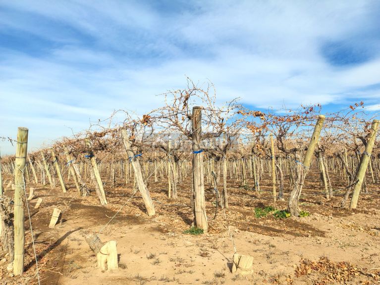 Viñedo en Venta en Lavalle, Mendoza