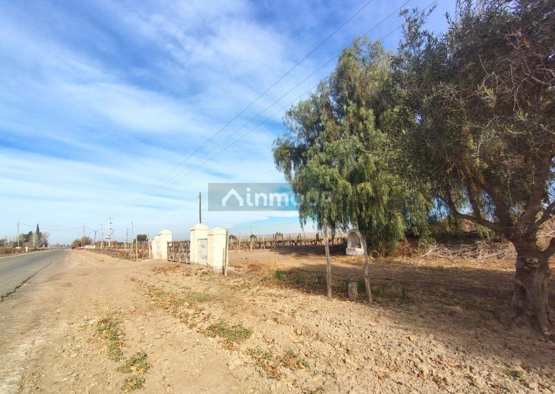 Viñedo en Venta en Lavalle, Mendoza